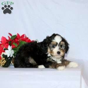 Beckette, Mini Bernedoodle Puppy